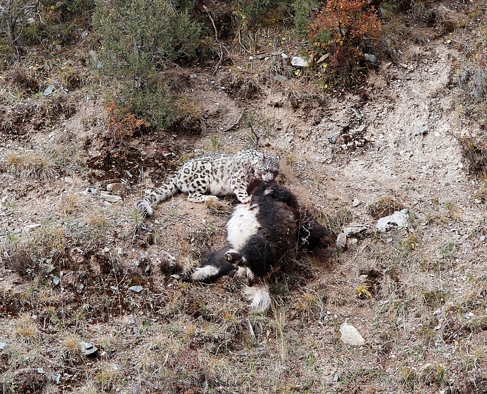 Snow Leopard with Yak kill ZZ