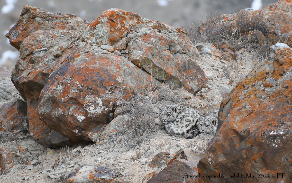 Snow Leopards, Ladakh, Mar 2022 C PT-2375
