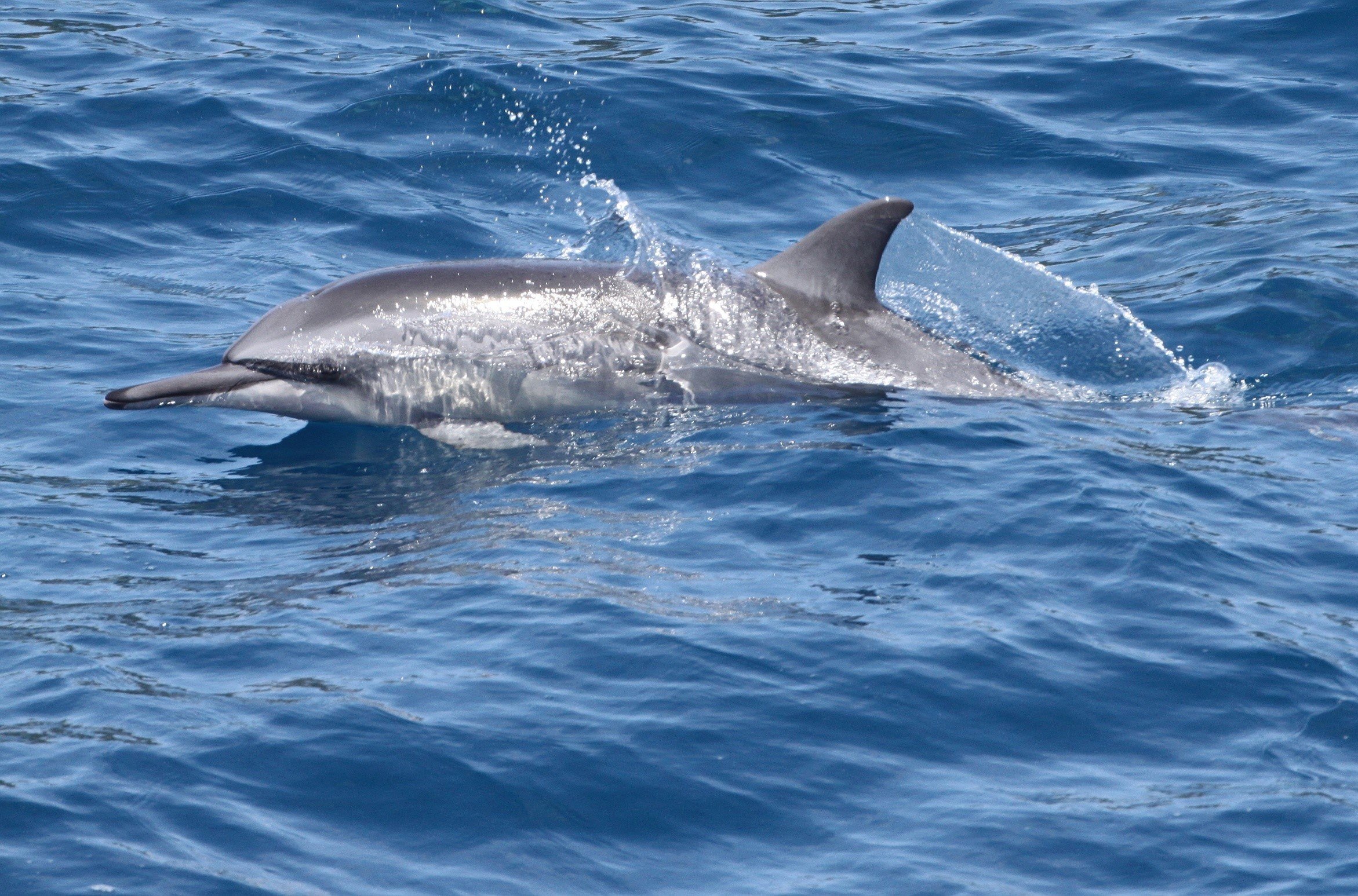 Spinner Dolphin CPC.jpg