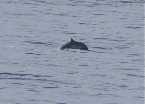 Striped Dolphin CPC.jpg