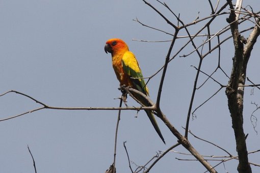 Sun Parakeet CPC 2.jpg