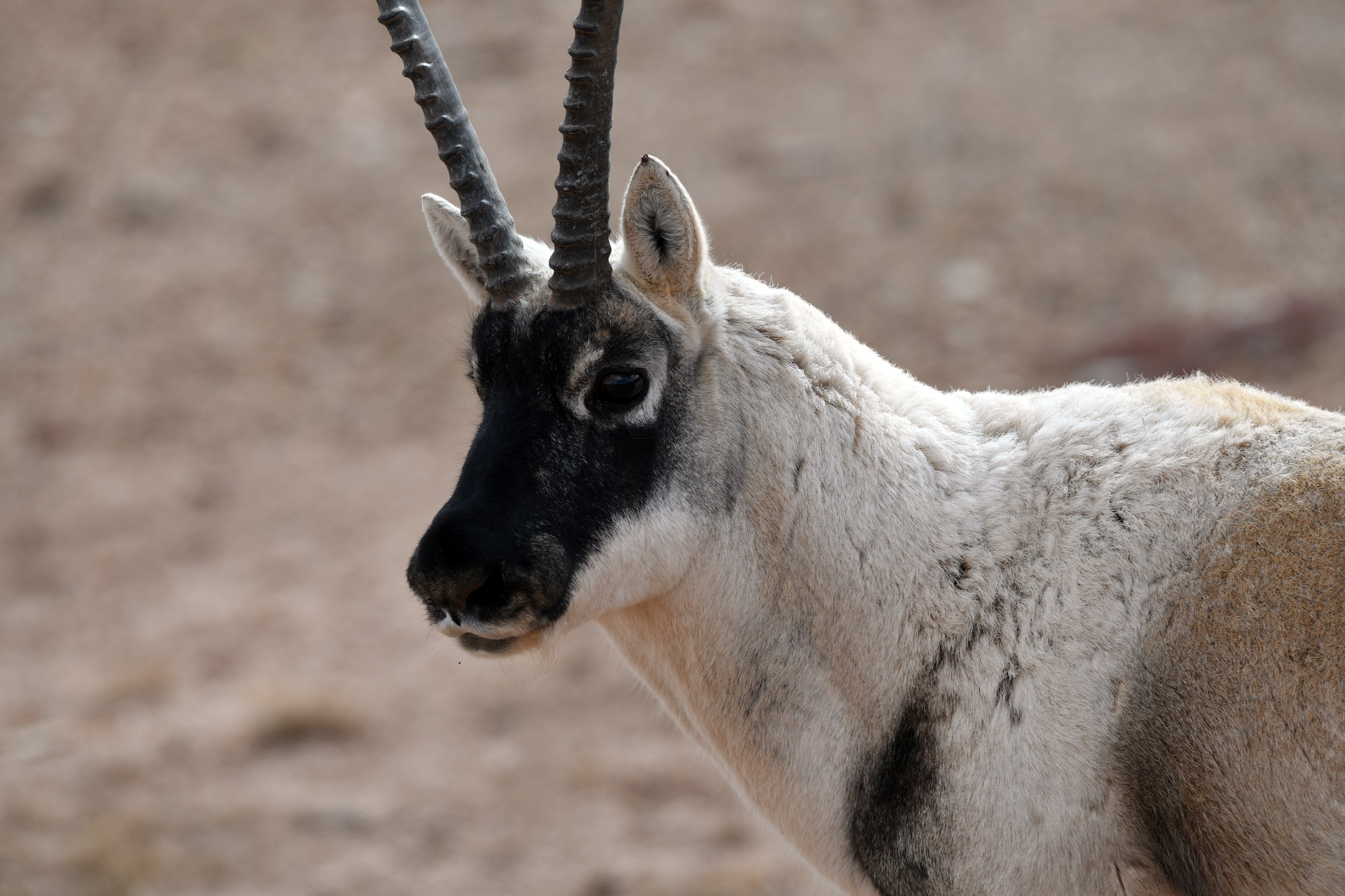 Tibetan Antelope male ZZ