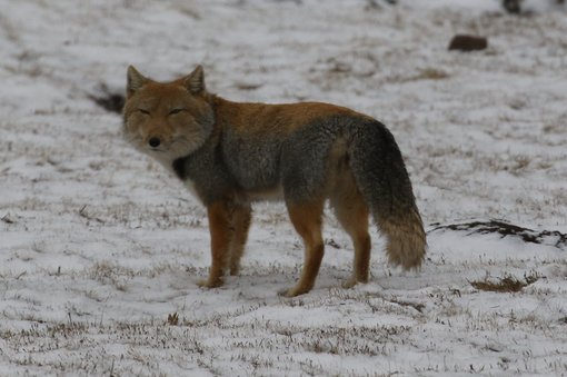 Tibetan Fox NG