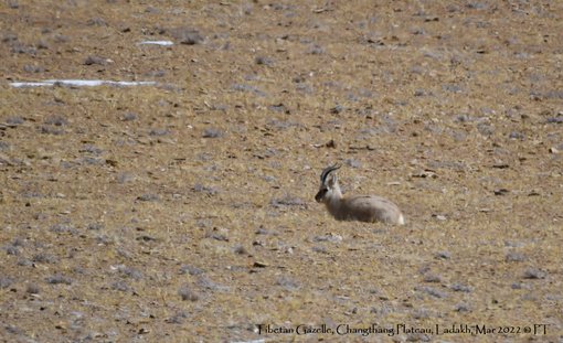 Tibetan Gazelle, Changthang Plateau, Ladakh, Mar 2022 C PT-2950