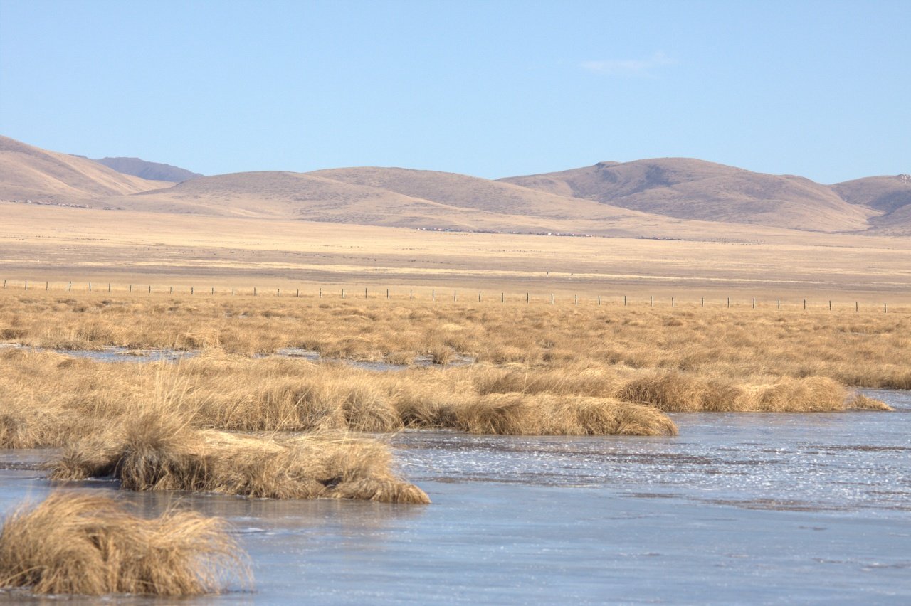 Tibetan Grassland 2 SF