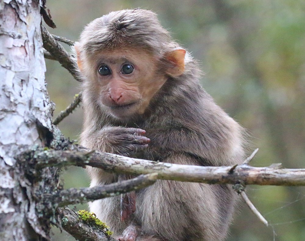 Tibetan Macaque SF