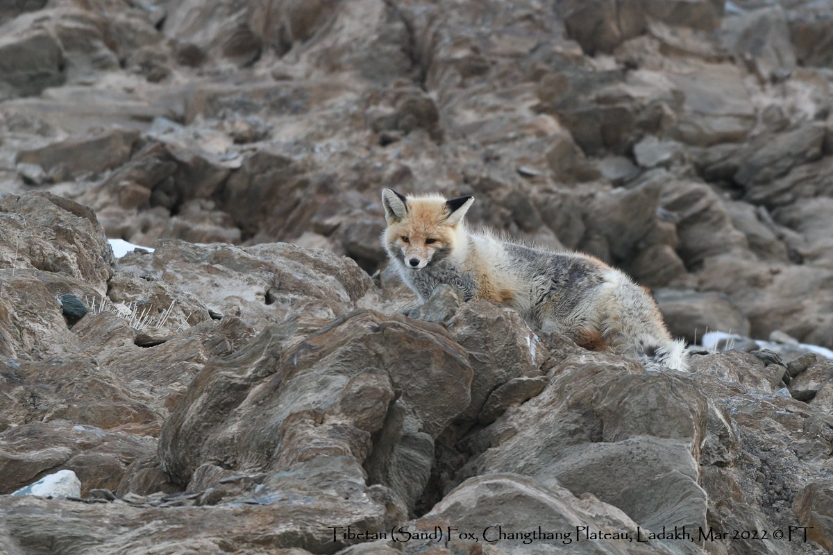 Tibetan (Sand) Fox, Changthang Plateau, Ladakh, Mar 2022 C PT-2602