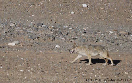 Tibetan Wolf, Ladakh, Mar 2022 C PT-2526