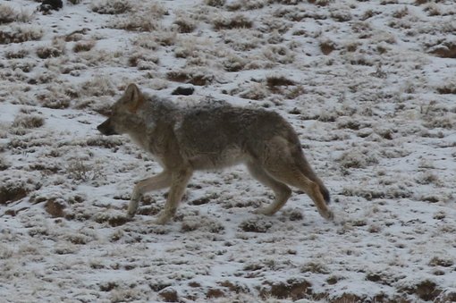 Tibetan Wolf NG