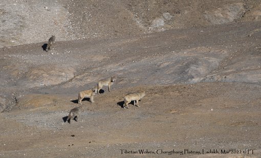 Tibetan Wolves, Changthang Plateau, Ladakh, Mar 2022 C PT-2554