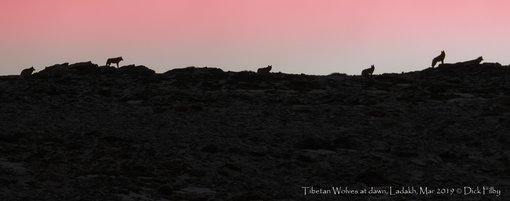 Tibetan Wolves, at dawn, Ladakh, Mar 2019 C Dick Filby-5874