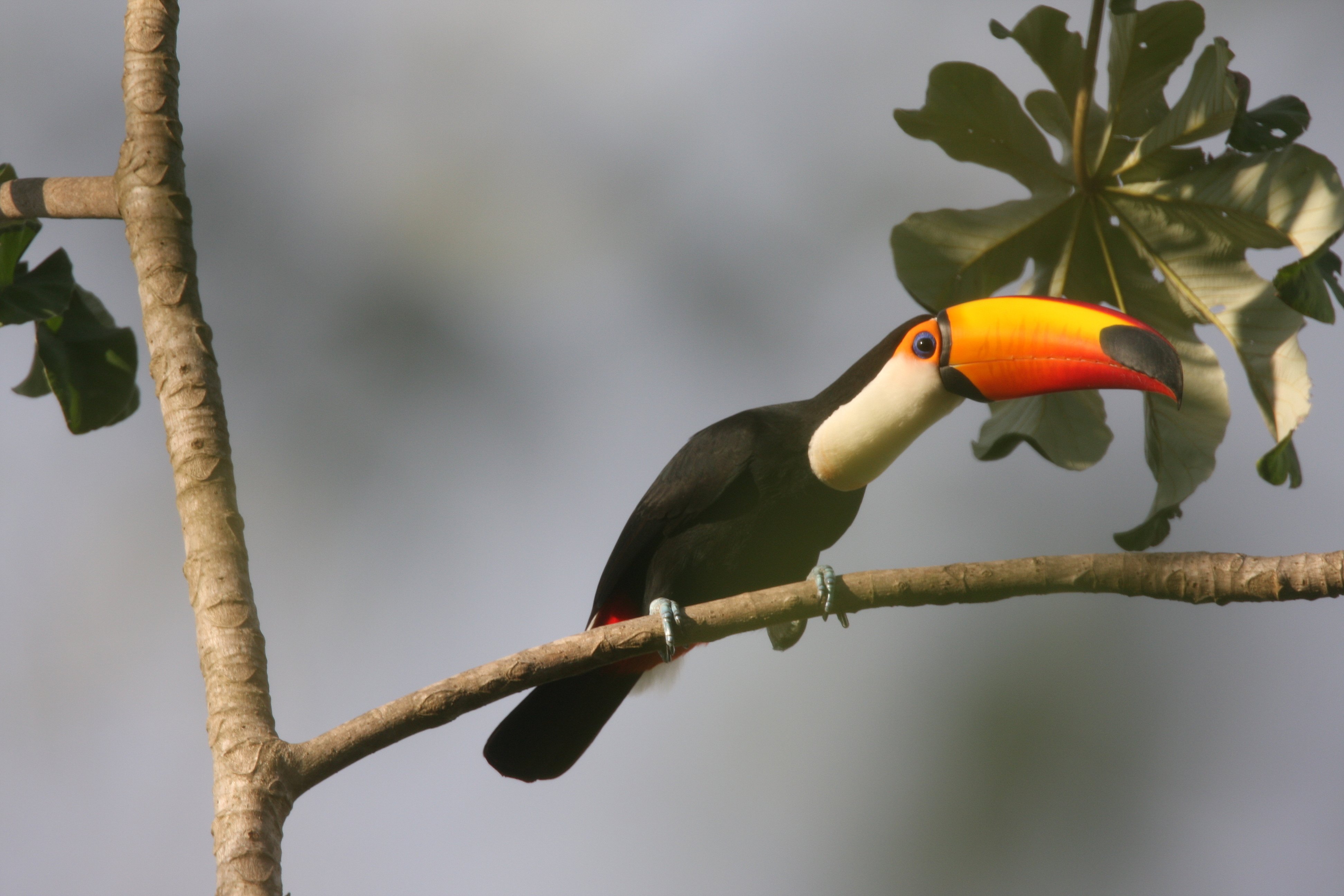 Toco Toucan 2007-5701.jpg