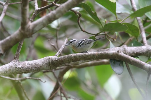 Todd's Antwren Chris Collins.jpg