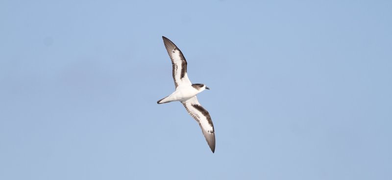 Bermuda Petrel Kate Sutherland Ventral 2016 k8 cropped