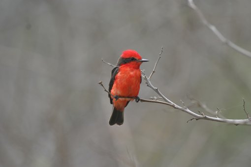 Vermillion flycatcher CPC 9968.JPG