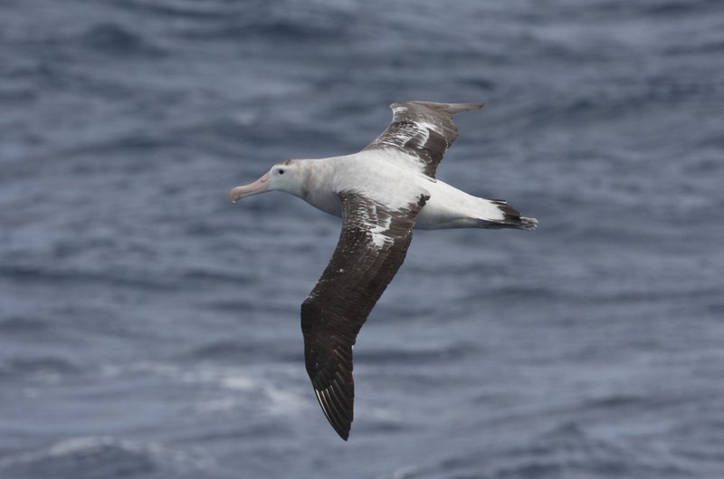 Wandering Albatross Chris Collins
