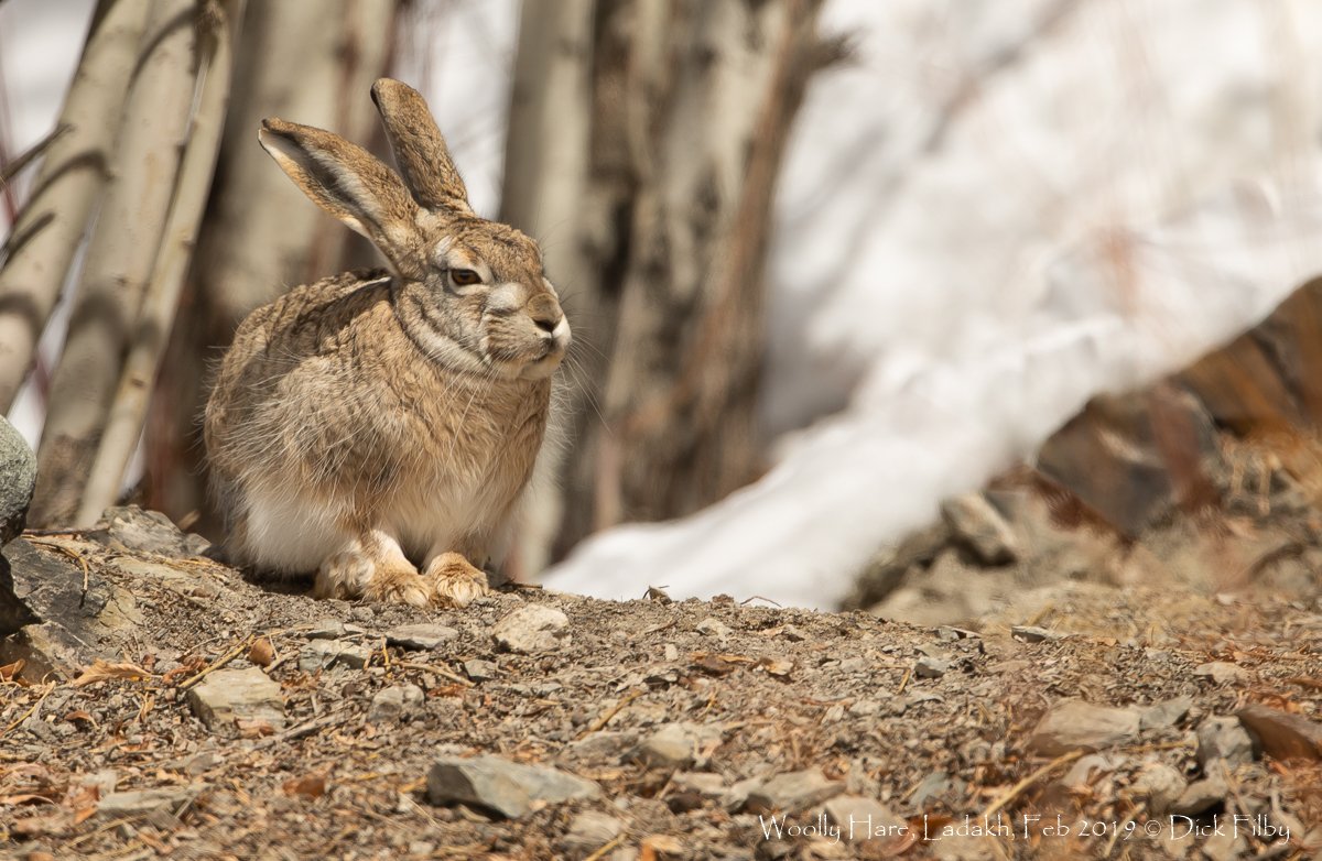 Woolly Hare, Ladakh, Feb 2019 C Dick Filby-1817