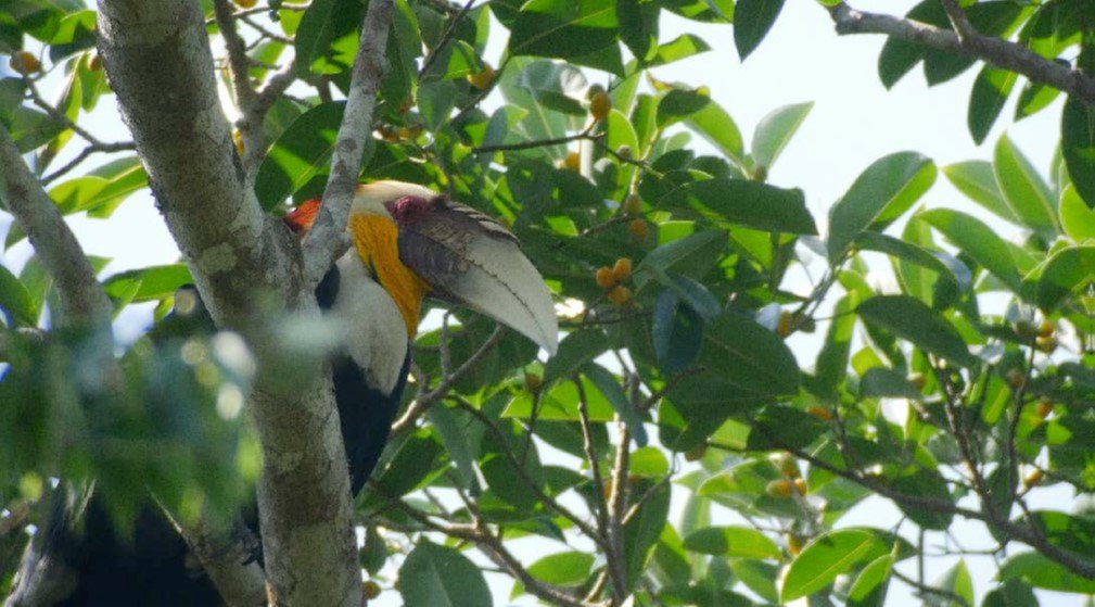 Wreathed Hornbill MA
