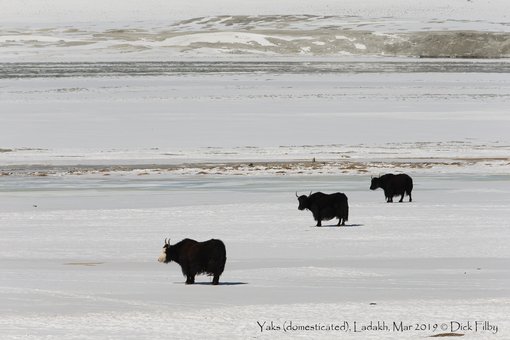 Yaks (domesticated), Ladakh, Mar 2019 C Dick Filby-5050
