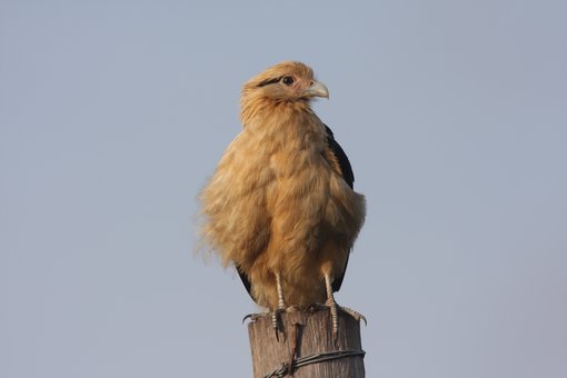 Yellow-headed Caracara 2007-6427.jpg