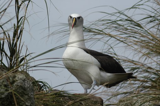 Yellow-nosed Albatross © Vidar Bakken - Oceanwide Expeditions.jpg_Vidar Bakken