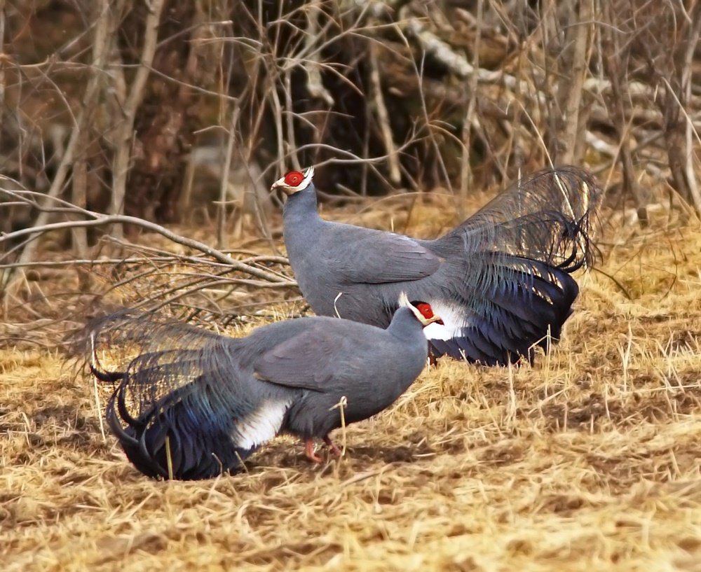 blue eared pheasant 2 SF