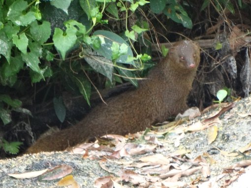 brown mongoose NG