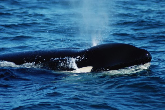 Orca © Scot Anderson image0 (1)
