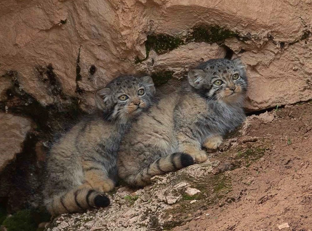 pallas cat SF