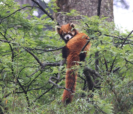 red panda SF 1000