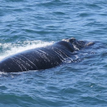 Southern Right Whale 1