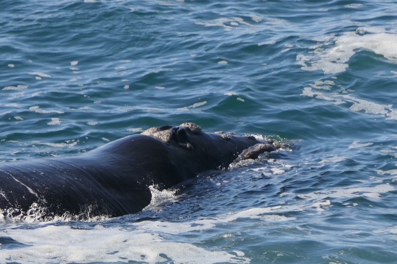 southern right whale 2