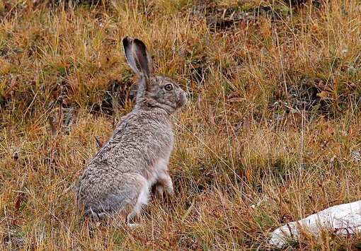 woolly hare SF